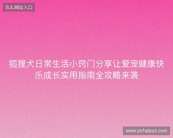 狐狸犬日常生活小窍门分享让爱宠健康快乐成长实用指南全攻略来袭